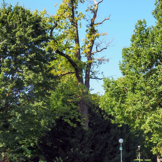 Eiche in der Friedrichsau