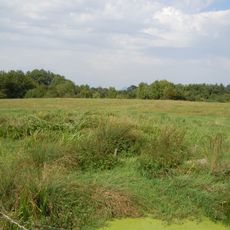 Boisements humides du ruisseau de la Corbassière