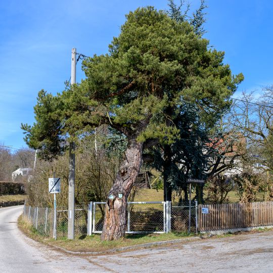 Schirmföhre am unteren Schableder