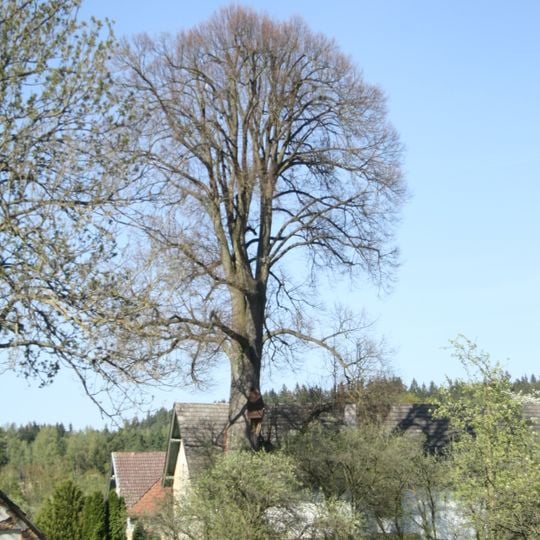 Lípa srdčitá v obci Lísky