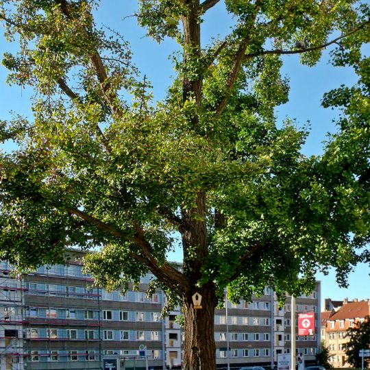 Naturdenkmal  [[Ginkgo]]