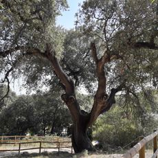 Alzines de Can Camps