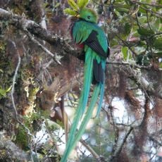 Parco nazionale di Los Quetzales