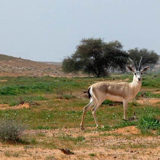 Natural Reserves in Saudi Arabia