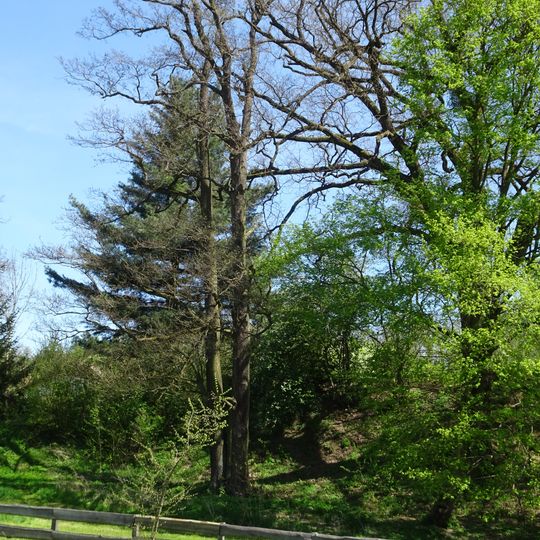 Dub v Nových Mlýnech