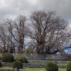 Chestnut Tree of One Hundred Horses