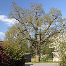 Naturdenkmal Linde Oberrimbach