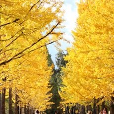 学びの森