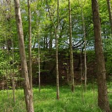 Hangwald im Lausurtal