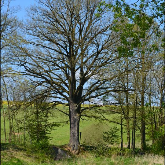 Dub u rybníka Troubový