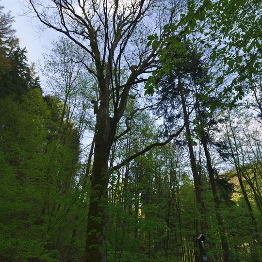 Javor klen u Hrubovodských sutí