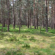 Sanddünen S von Neumarkt