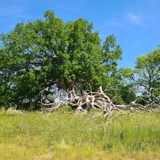 Naturdenkmal Suckower Eiche