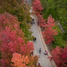 Tai Tong Sweet Gum Woods