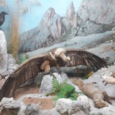 Museo civico di scienze naturali di Randazzo