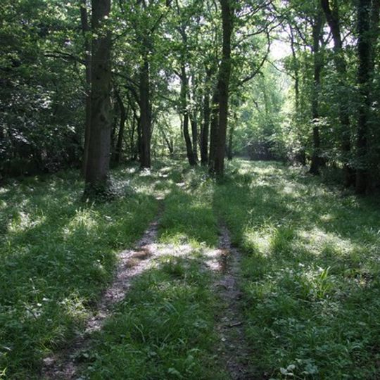 Out and Plunder Woods