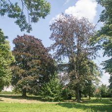Couple of Fagus sylvatica in park of Miroslavské Knínice