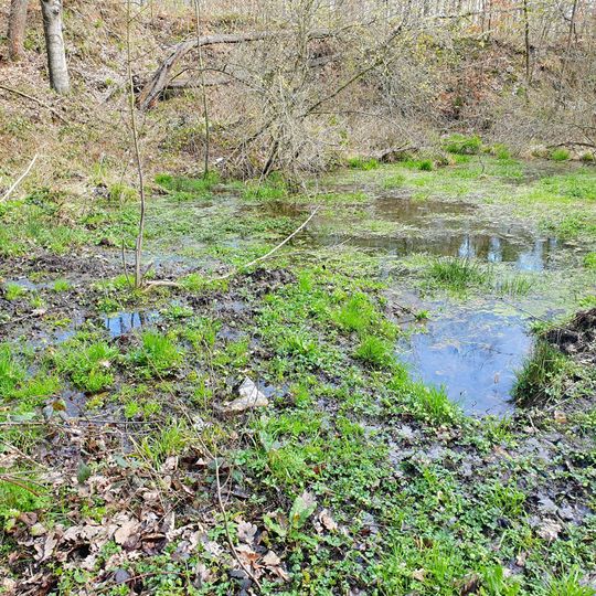 Wetland near Breitenbach