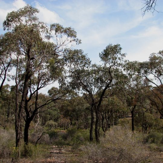 Jackass Flat Nature Conservation Reserve