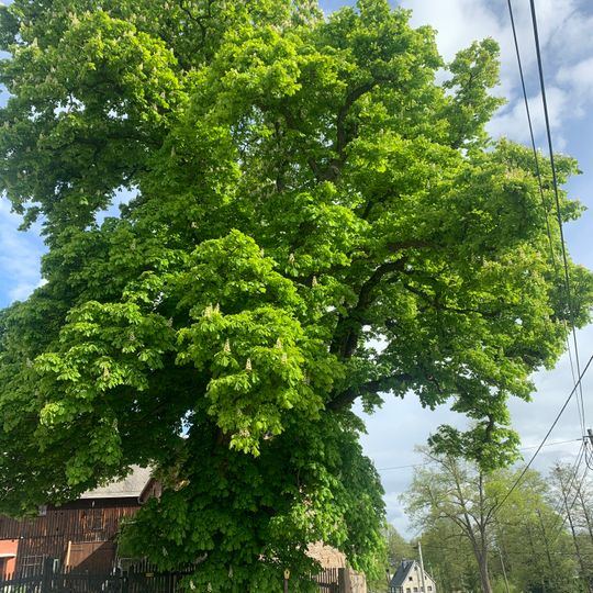 Kastanie Wolfersgrün