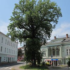 Liliovník v Novém Jičíně