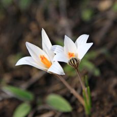 Maslivskyy sanctuary