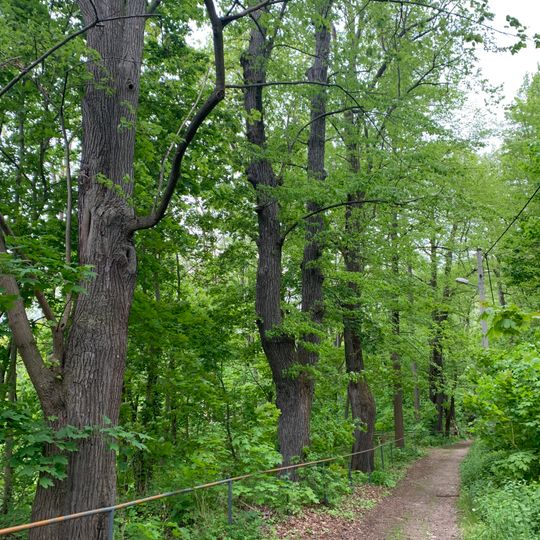 Lindenallee und Schlosshang Wiesenburg