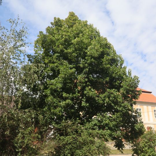 Strom republiky ve Starči