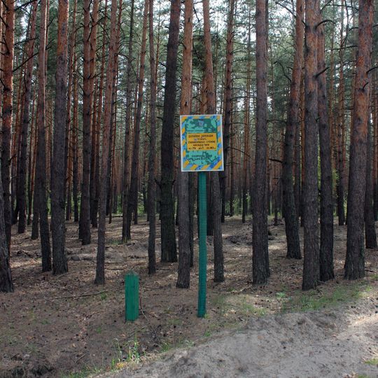 Staropetrivski pine plantations