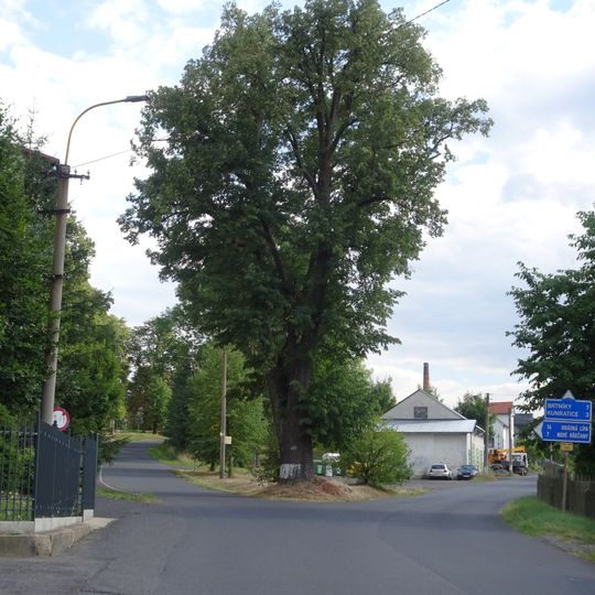 Lípa ve Svojsíkově ulici