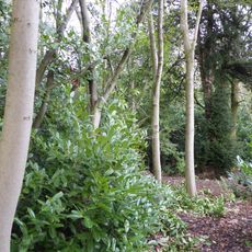 Roecliffe Manor Lawns