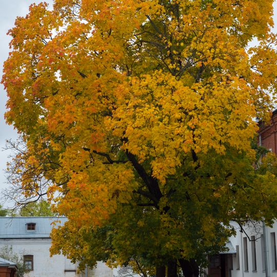 Посадки клёна и ясеня