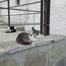 Cat's House