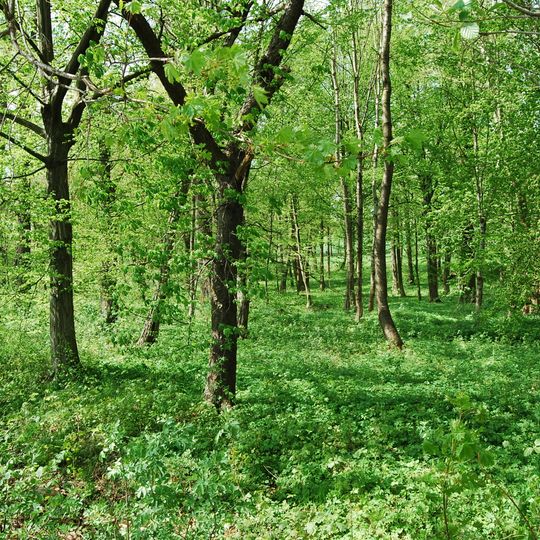 Park in Przeździedza