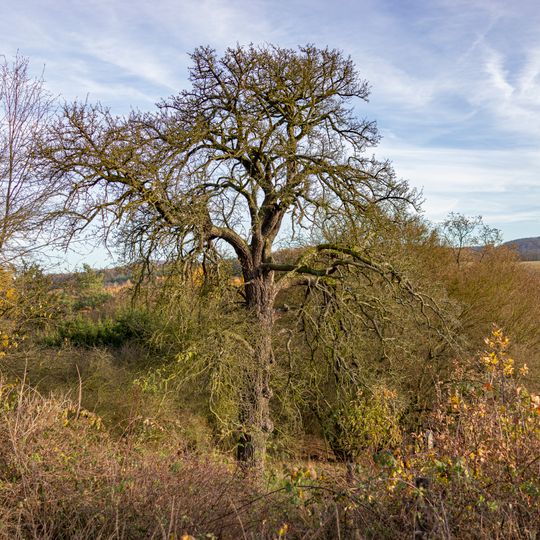 Hrušeň na Hadrovizně