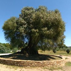 Oliveira do Mouchão