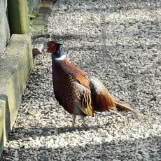 Parc animalier des Vernaux