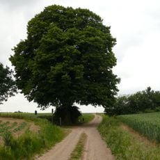 Huuskesboom