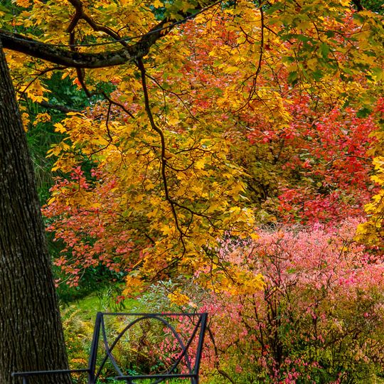 Park-arboretum of Saint Petersburg Botanical Garden