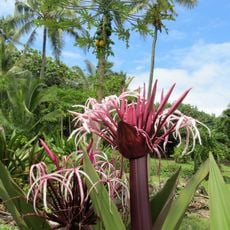 Wai'anapanapa State Park