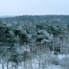 Foresta di Fontainebleau