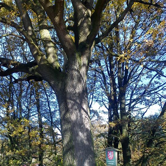 Dub u rybníka Dehtář