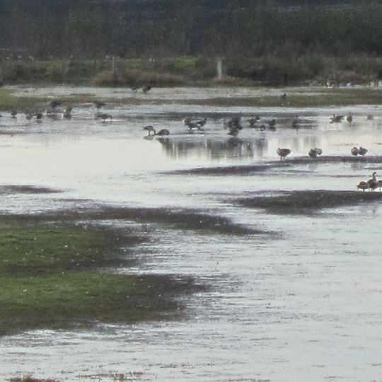 Hochwasserrückhaltebecken Alfhausen-Rieste