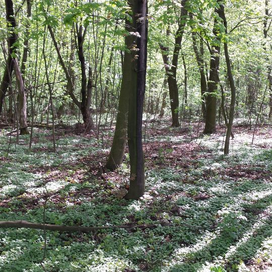 Rezerwat przyrody Łęg na Kępie w Puławach