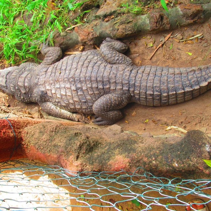 Kachikally Crocodile Pool