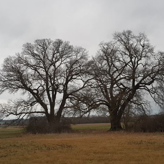 2 Eichen von Ziegehain