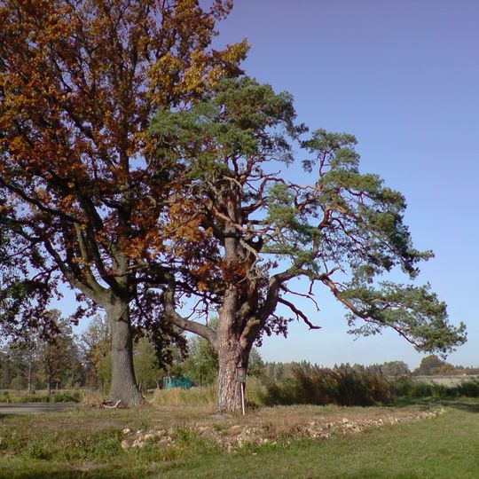 Borovice u rybníku Sosny za Lásenicí