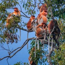 Nationaal Park Tanjung Puting