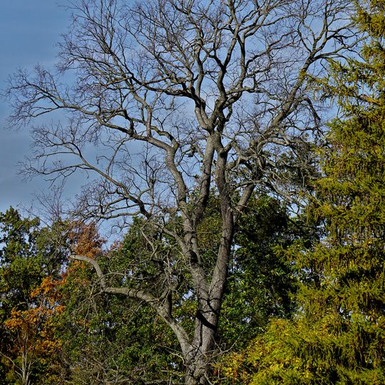 Stieleiche am Fasanenschlösschen bei Moritzburg