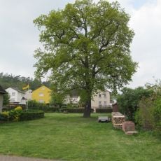 2 Eichen von Zimmersrode
